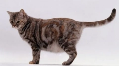 Pomoč pri pasmah mačk